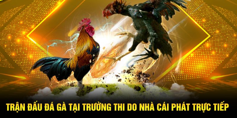 Trận đấu đá gà tại trường thi do nhà cái phát trực tiếp